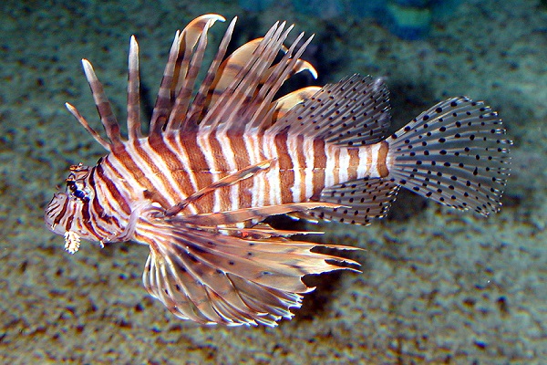 LionFish pesce scorpione pericolo uomo Italia
