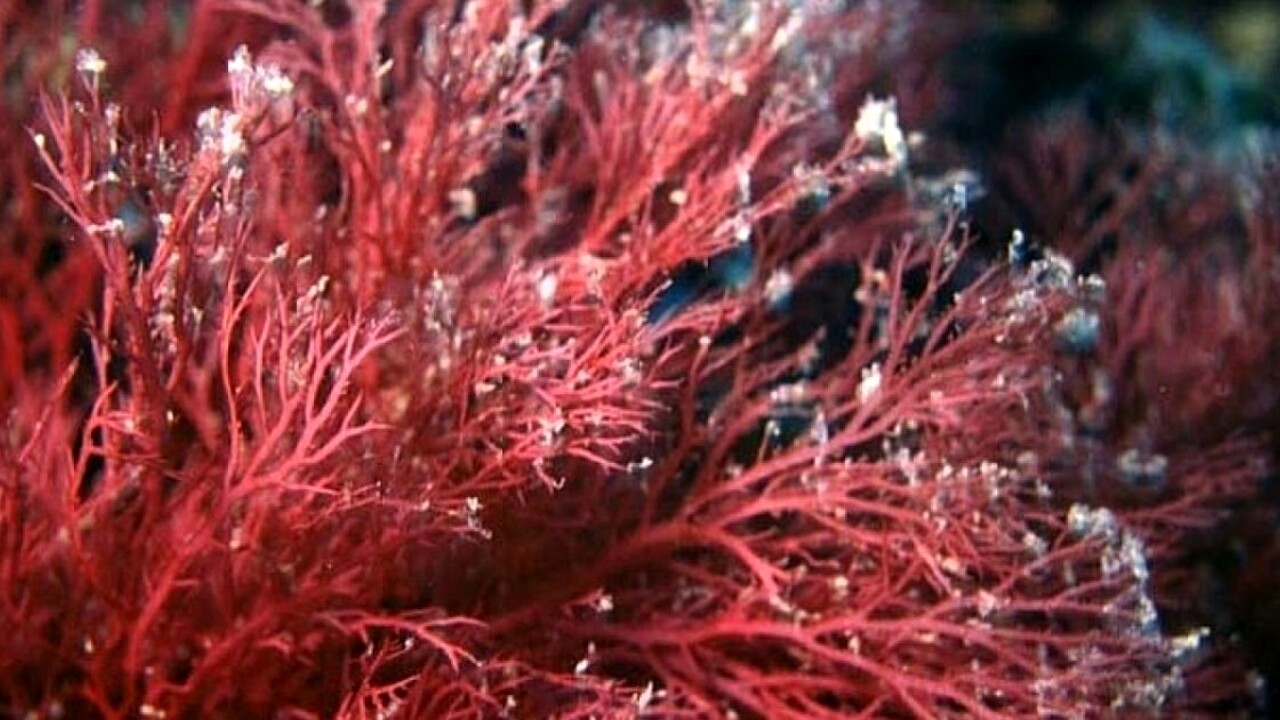 alga rossa