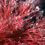 Alghe rosse: che cosa sono, come si formano e possibili conseguenze