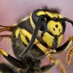 Vespe aliene: rischio allergie e shock anafilattico. Come difendersi?