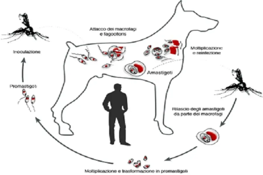 Allarme Leishmaniosi a Bologna, due morti: come si può contrastare