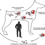 Allarme Leishmaniosi a Bologna, due morti: come si può contrastare