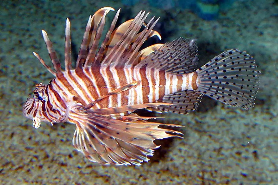 Allarme pesce scorpione: avvistato in Sicilia il lionfish e le sue spine velenose per l’uomo