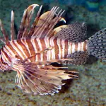 Allarme pesce scorpione: avvistato in Sicilia il lionfish e le sue spine velenose per l’uomo