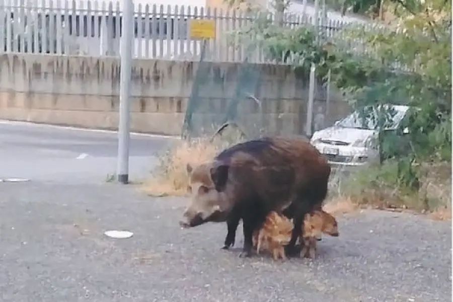 Degrado Roma, invasione di cinghiali tra i rifiuti: si pensa alla sterilizzazione