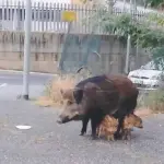 Degrado Roma, invasione di cinghiali tra i rifiuti: si pensa alla sterilizzazione