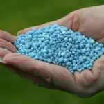 5 metodi fai-da-te per fertilizzanti e pesticidi biologici