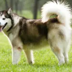 Trasportare un cane in auto comporta pensare alla sua sicurezza