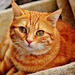 Come scegliere l’allevamento giusto per l’adozione di un gatto