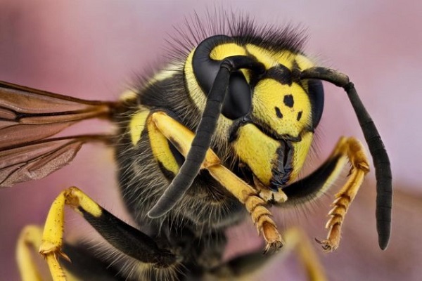 Vespe aliene: rischio allergie e shock anafilattico. Come difendersi?