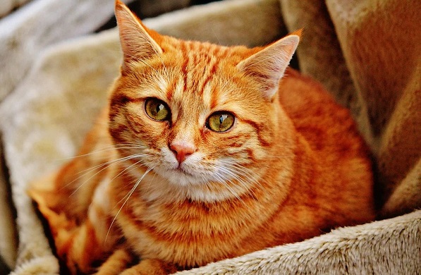 gatto